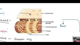 Muscle Fundamentals  Striated and NonStriated Terms  Clinical in Hindi [upl. by Hazard340]