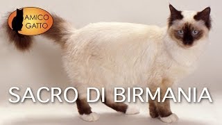 SACRO DI BIRMANIA trailer documentario razza felina [upl. by Nhguaved]