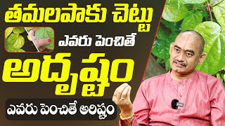 తమలపాకు చెట్టు ఎవరు పెంచితే అదృష్టం  tamalapaku Chettu penchithe  Yvss Giri Rao bhakthi samacharam [upl. by Enatan189]