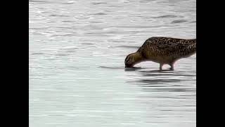 Longbilled dowitcher Limnodromus scolopaceus Fysingen Uppland 07 July 2024 iPhone digiscoping [upl. by Nwahsak]