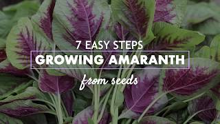 Easy steps l Growing Amaranth from seeds [upl. by Akeret705]