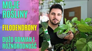 FILODENDRONY  Moja kolekcja 🌿 Rośliny doniczkowe  Philodendron [upl. by Garreth]