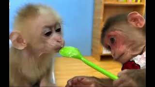 monkey video monkey videos for kids [upl. by Leamse]