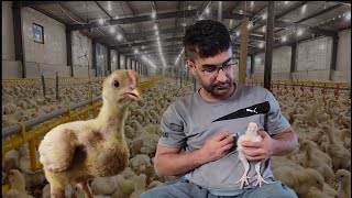 Broiler chicken breeding  how to vaccinate 10dayold chickens [upl. by Cyn]