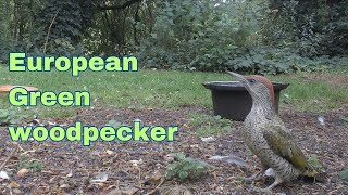 European Green Woodpecker Picus viridis birdwatching [upl. by Harlene]