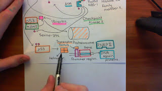 NonHomologous End Joining Part 4 [upl. by Schwerin]