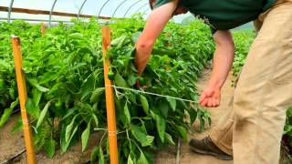 Stringing Peppers [upl. by Aneerahs]