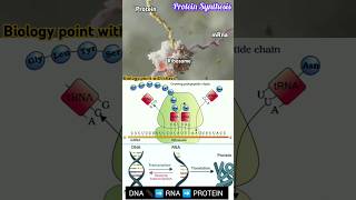 🔴 Protein Synthesis 🧬🤯🎯 biologynotes NEET  CBSE Translation [upl. by Hall691]