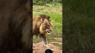 Lions Pride 🔥🦁🦁🔥 animals wildlife shortsfeed viralvideo [upl. by Eiahpets]