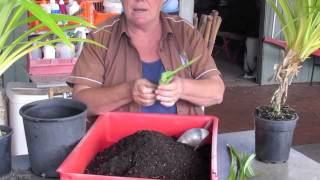 Growing Pandan in Pots [upl. by Anomer]