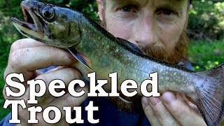 Catch and Cook Wild SPECKLED TROUT  Fish amp Forage FOOD in the FOREST  Stinging Nettle Marigold [upl. by Annovy]