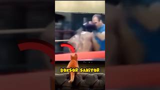 Kendini Boksör Sanan Kedi 🐈 🥊 [upl. by Alyn]