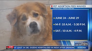 Fayetteville Animal Services waiving adoption fees next week [upl. by Hannover]