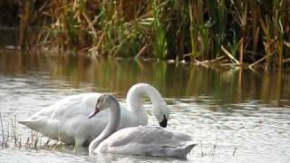 Tundra Swans at Pickering Creek Audubon Center [upl. by Fern404]