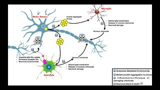 Amyotrophic Lateral Sclerosis ALS  Mechanism of Neuron Death [upl. by Atires]