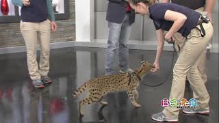 Up close and personal with a serval cat [upl. by Lletnahc519]