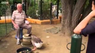 animal odd couples Full documentary 2013 [upl. by Ahon]