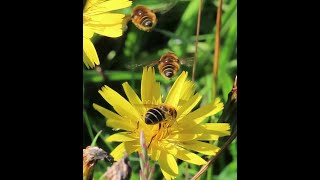 Eristalis nemorum hoverfly courtship on Rathlin Island [upl. by Matheny]