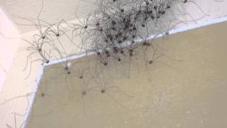 Jerry Sn3 Wilson Strange but true Daddy Long Leg spiders part 2 [upl. by Stroud]