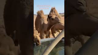 Water 💦 is life Camel drinking water at high temperature 🌡️🥵youtubeshorts1millionveiwsanimals۔۔۔ [upl. by Gothard777]