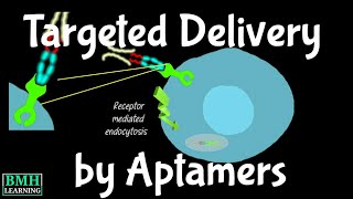 Targeted Delivery Using Aptamers  Aptamera For Drug Delivery  Aptamers In Drug Development [upl. by Claudia]