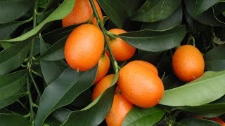 How to Grow Your Own Kumquats [upl. by Zurciram]