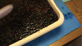 Making Elderberry Wine [upl. by Mailand]