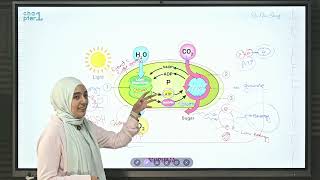 Biology  2nd sec  summary session 3  Biophilia  ملخص للدرس الثالث ؛ تانيه ثانوي [upl. by Gilberte984]