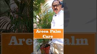 Areca Palm की देखभाल I Easy Tips for Thriving Greenery arecapalm indoorplants plantcare [upl. by Carrie]