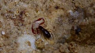 pseudoscorpion repas [upl. by Trueblood]