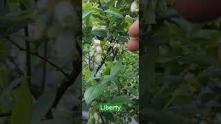 리버티Liberty북부하이부시블루베리Northern Highbush Blueberry [upl. by Jacoba896]