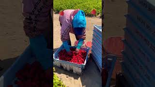 Trabajando en Campos de fresas 🍓 crlosmorales subscribetomychannel trabajodecampo [upl. by Llig]