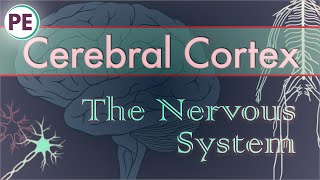 The Nervous System Cerebral Cortex [upl. by Ahsirpac]