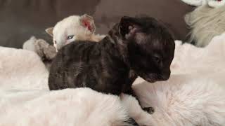 Cornish Rex Kittens are too cute Age is 2 weeks old😺 [upl. by Nairde777]