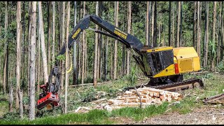 Harvester Tigercat with Waratah [upl. by Acnaiv464]