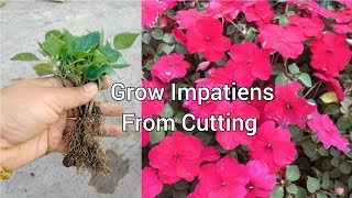 How to grow impatiens from cutting  impatiens plant propagation [upl. by Buff]