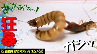 【閲覧注意】オオハサミムシが想像以上に狂暴すぎた件…ﾟДﾟ💦 オオハサミムシ vs ジャイアントミルワーム‗動画version ＜昆虫バトル 生物観察 捕食 飼育 給餌＞ [upl. by Meekahs]