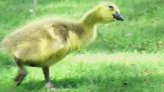 Baby Goose Gets Excited When it Sees an Airplane [upl. by Ennelram79]