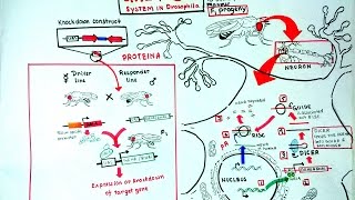 Gal4 UAS system in Drosophila [upl. by Ano]