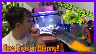 NEW BICOLOR BLENNY [upl. by Arlana26]