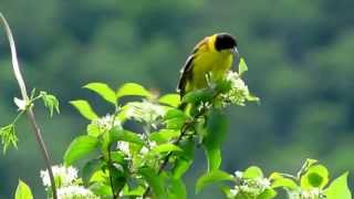 Birds in Istria Croatia [upl. by Laughry990]