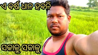 ବିଲରେ କଣ କରୁଚି ସକାଳୁ  bilare sara pakeili  kuaha veraity video  Village vlog  vlog [upl. by Elletnahc21]