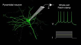 Wholecell patch clamp [upl. by Odella449]