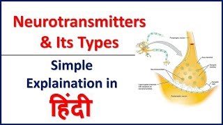 Neurotransmitter and Its Types Simple explaination in hindi  Bhushan Science [upl. by Llegna661]