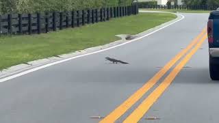 In the village of Fenney baby alligator crossing the road [upl. by Besnard107]