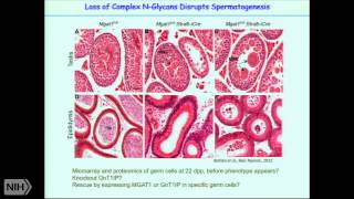 Glycans that regulate development and notch signaling [upl. by Neff801]