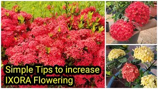 Ixora Flowering Tips  Ixora Plant care  തെച്ചി ചെടിയിൽ ഒത്തിരി പൂക്കൾ ഉണ്ടാകാൻ [upl. by Lysander904]