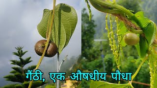 गैंठी Air potato Dioscorea bulbifera  Medicinal Plant [upl. by Anileuqcaj]