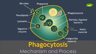 Phagocytosis Animation  Notes  Immunology  Basic Science Series Hindi [upl. by Lindeberg]