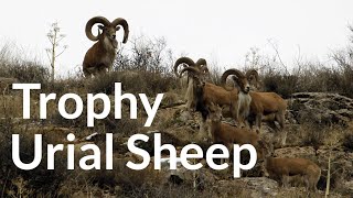 Trophy Urial Sheep  Tandooreh National Park  Iran [upl. by Innob]